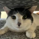 3月22日の君津店に参加する富津ねこネットの保護猫02