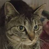 3月22日の君津店に参加する富津ねこネットの保護猫03