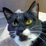 3月22日の君津店に参加する富津ねこネットの保護猫04