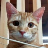 3月22日の君津店に参加する富津ねこネットの保護猫05