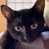 3月22日の君津店に参加する富津ねこネットの保護猫06