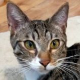 3月22日の君津店に参加する富津ねこネットの保護猫07