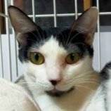 3月22日の君津店に参加する富津ねこネットの保護猫08