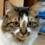 3月22日の君津店に参加する富津ねこネットの保護猫09