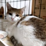 3月16日の古河店に参加するにゃんこの大冒険の保護猫01