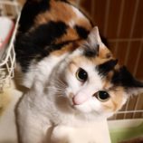 3月16日の古河店に参加するにゃんこの大冒険の保護猫02