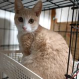 3月16日の古河店に参加するにゃんこの大冒険の保護猫03