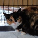 3月16日の古河店に参加するにゃんこの大冒険の保護猫04