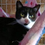 3月16日の古河店に参加するにゃんこの大冒険の保護猫05