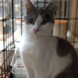 3月16日の古河店に参加するにゃんこの大冒険の保護猫06