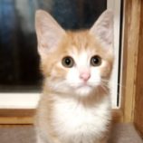 3月16日の古河店に参加するにゃんこの大冒険の保護猫07