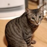 3月16日の古河店に参加するにゃんこの大冒険の保護猫08