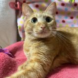 3月9日に瑞穂店に参加するのまたたび家の保護猫01