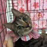3月9日に瑞穂店に参加するのまたたび家の保護猫02