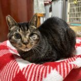 3月9日に瑞穂店に参加するのまたたび家の保護猫03