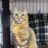 3月9日に瑞穂店に参加するのまたたび家の保護猫04
