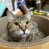 3月9日に瑞穂店に参加するのまたたび家の保護猫05