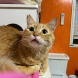 3月9日に瑞穂店に参加するのまたたび家の保護猫06