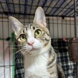 3月9日に瑞穂店に参加するのまたたび家の保護猫07