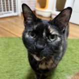 3月9日に瑞穂店に参加するのまたたび家の保護猫08