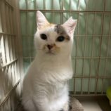 3月9日に瑞穂店に参加するのまたたび家の保護猫09