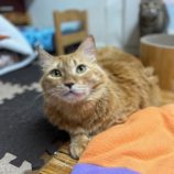 3月9日に瑞穂店に参加するのまたたび家の保護猫10