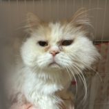 3月9日に瑞穂店に参加するのまたたび家の保護猫11