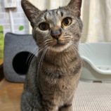 3月9日に瑞穂店に参加するのまたたび家の保護猫12