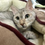 3月9日に瑞穂店に参加するのまたたび家の保護猫13