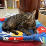 3月23日の瑞穂店に参加するまたたび家の保護猫01