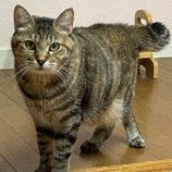 3月23日の瑞穂店に参加するまたたび家の保護猫02