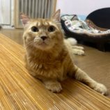 3月23日の瑞穂店に参加するまたたび家の保護猫03