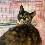 3月23日の瑞穂店に参加するまたたび家の保護猫04