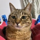 3月23日の瑞穂店に参加するまたたび家の保護猫05