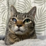 3月23日の瑞穂店に参加するまたたび家の保護猫06