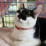 3月23日の瑞穂店に参加するまたたび家の保護猫07