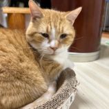 3月23日の瑞穂店に参加するまたたび家の保護猫08