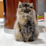 3月23日の瑞穂店に参加するまたたび家の保護猫09