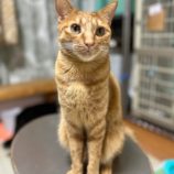 3月23日の瑞穂店に参加するまたたび家の保護猫11