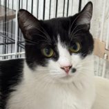 3月9日に新田店に参加するの猫のへやの保護猫01