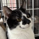 3月9日に新田店に参加するの猫のへやの保護猫03