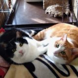 3月9日に新田店に参加するの猫のへやの保護猫04