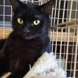 3月16日に新田店に参加する猫びよりの保護猫01