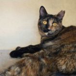 3月16日に新田店に参加する猫びよりの保護猫02