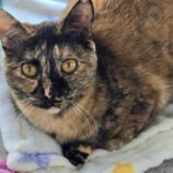 3月16日に新田店に参加する猫びよりの保護猫03