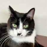 3月16日に新田店に参加する猫びよりの保護猫02