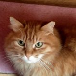 3月16日に新田店に参加する猫びよりの保護猫06