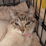 3月16日に新田店に参加する猫びよりの保護猫07