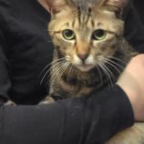 3月16日に新田店に参加する猫びよりの保護猫08