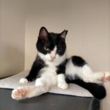 3月16日に新田店に参加する猫びよりの保護猫10